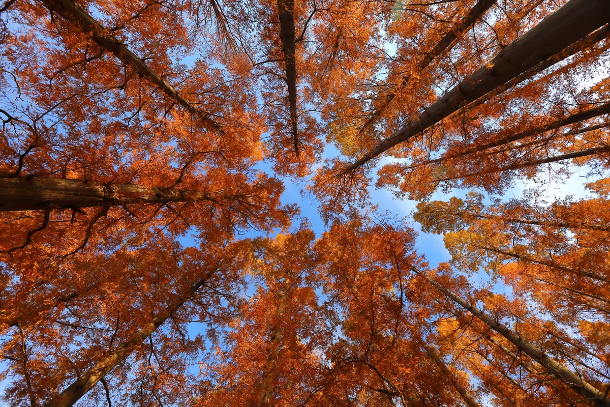 投稿写真：水元公園　メタセコイヤの森