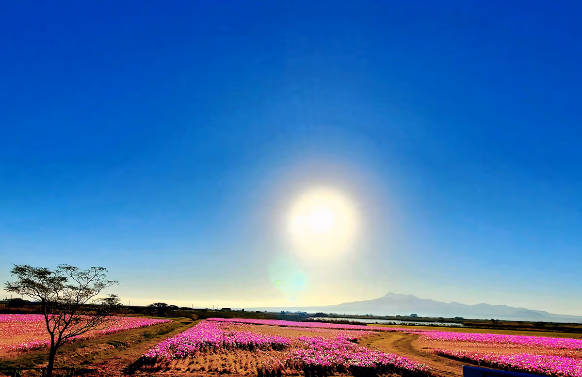 投稿写真：干陸フラワーゾーン