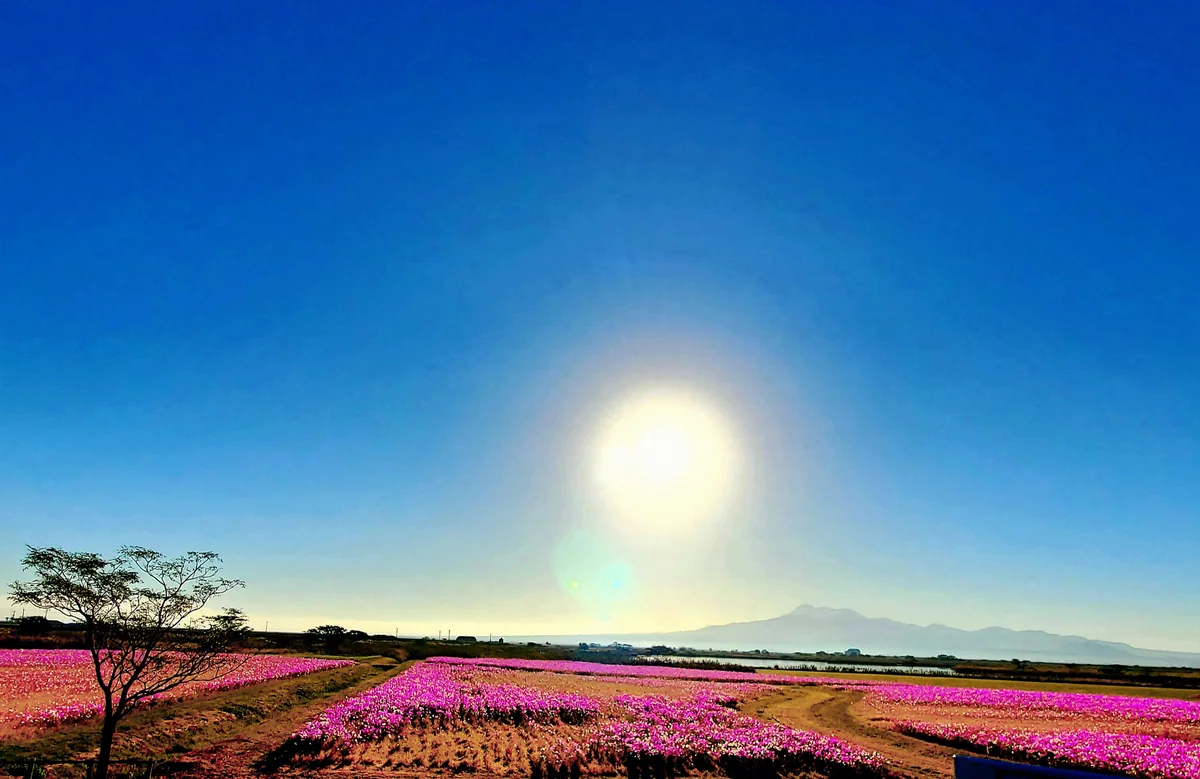投稿写真：干陸フラワーゾーン