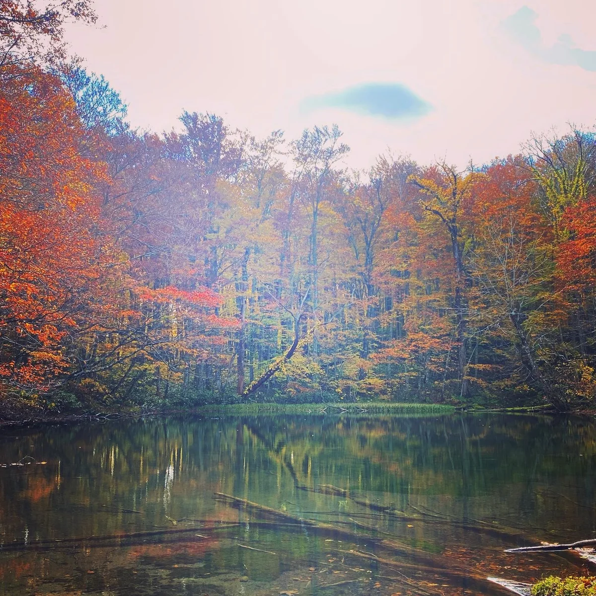 投稿写真：月沼