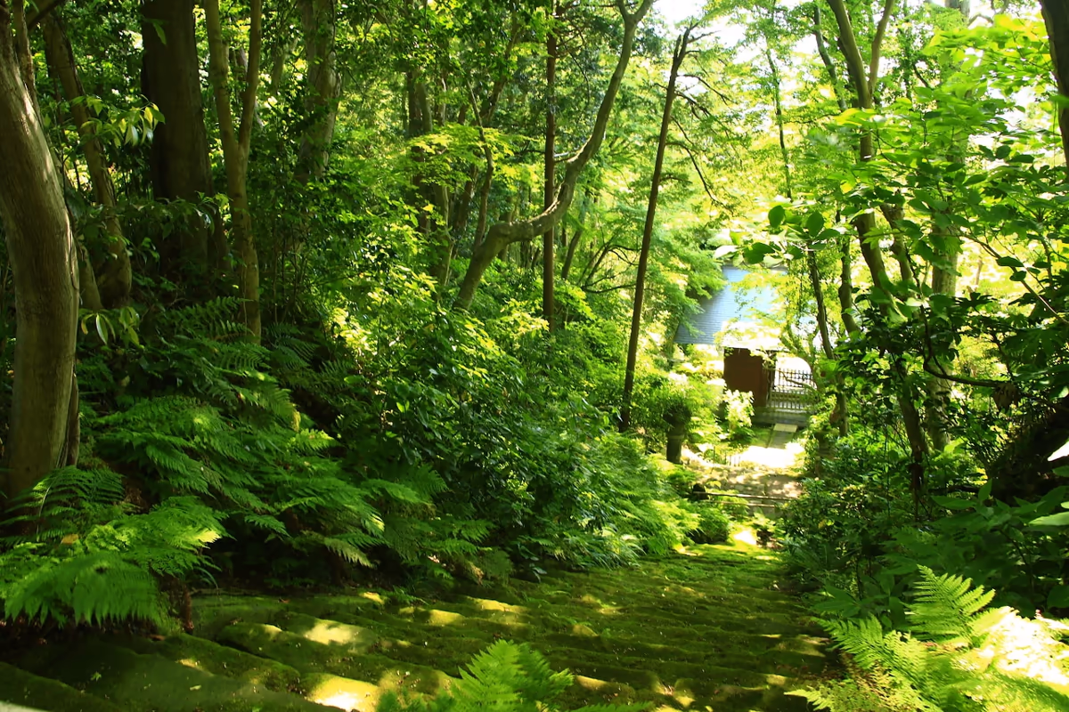 投稿写真：新緑の妙法寺