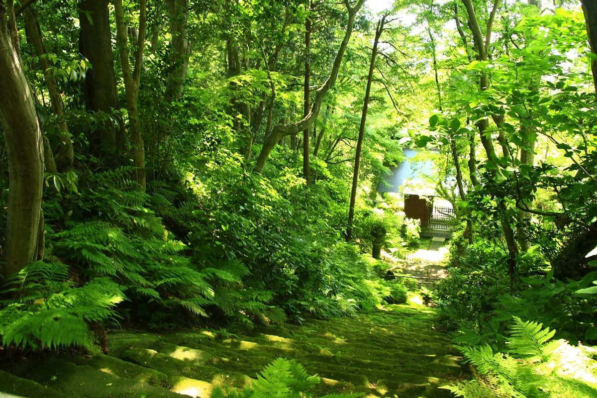 投稿写真：新緑の妙法寺