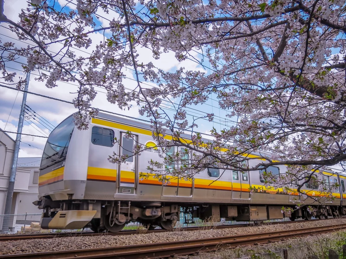 投稿写真：桜と南武線電車