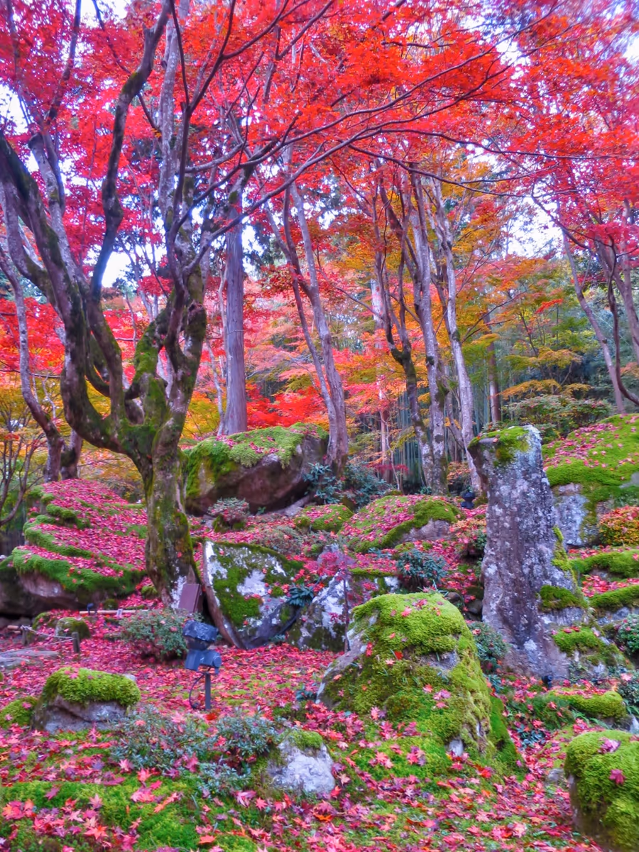 投稿写真：教林坊の紅葉