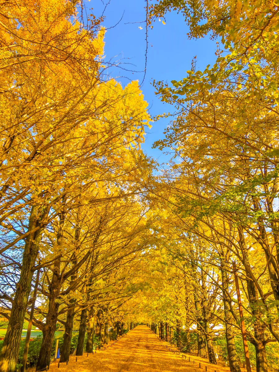 投稿写真：青空に映えるイチョウ並木の黄葉