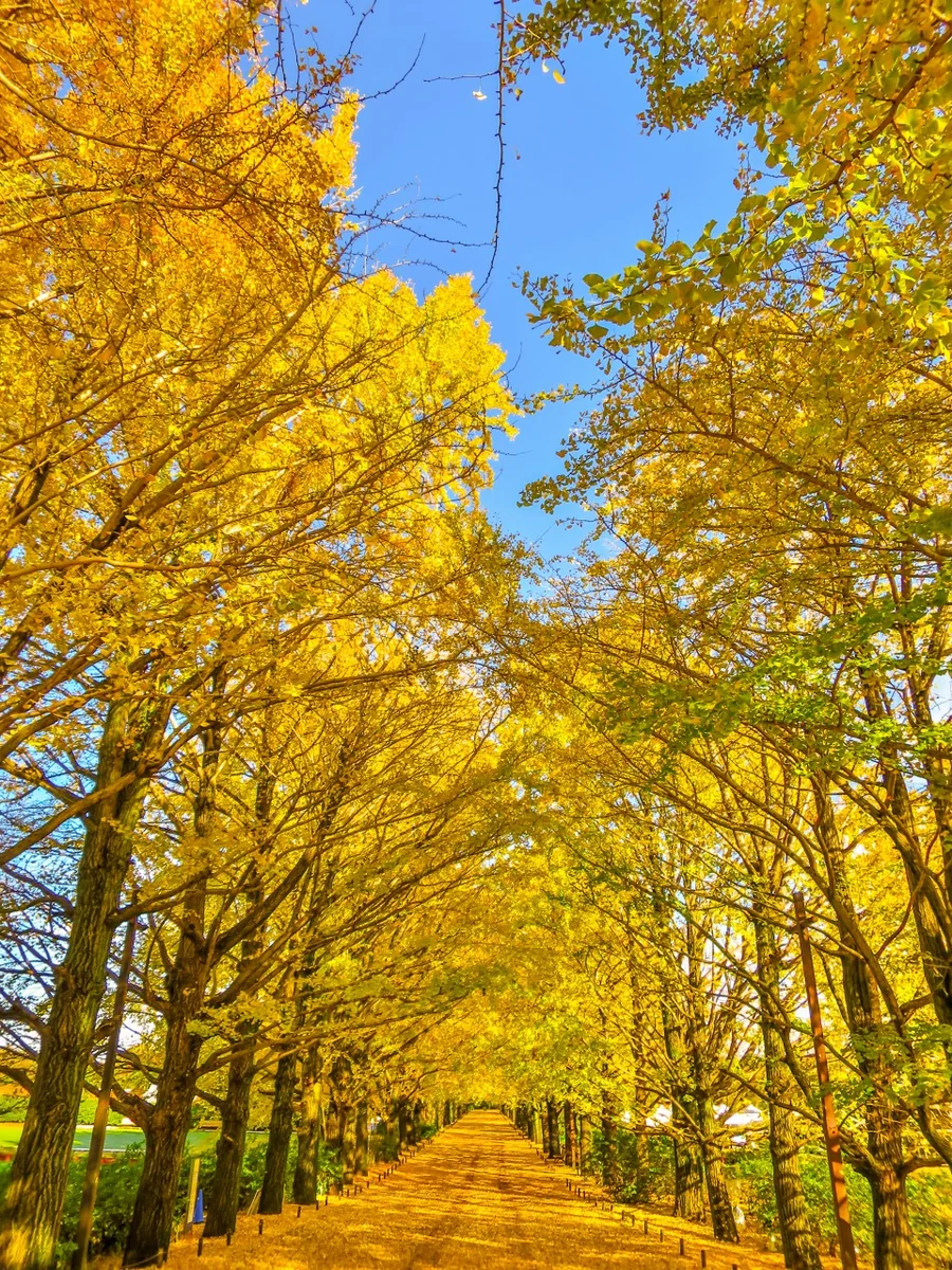 投稿写真：青空に映えるイチョウ並木の黄葉