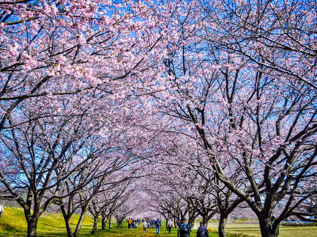 投稿写真：桜のトンネル