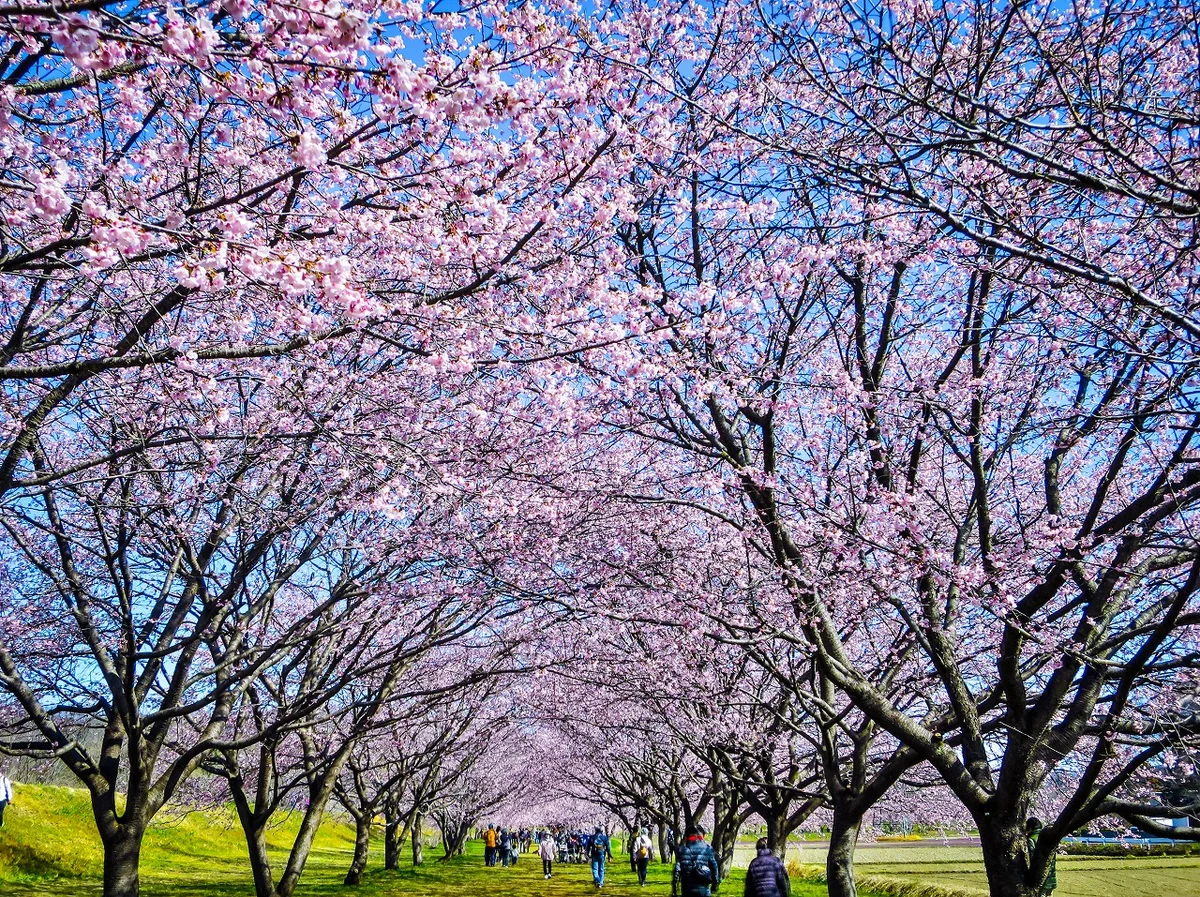 投稿写真：桜のトンネル