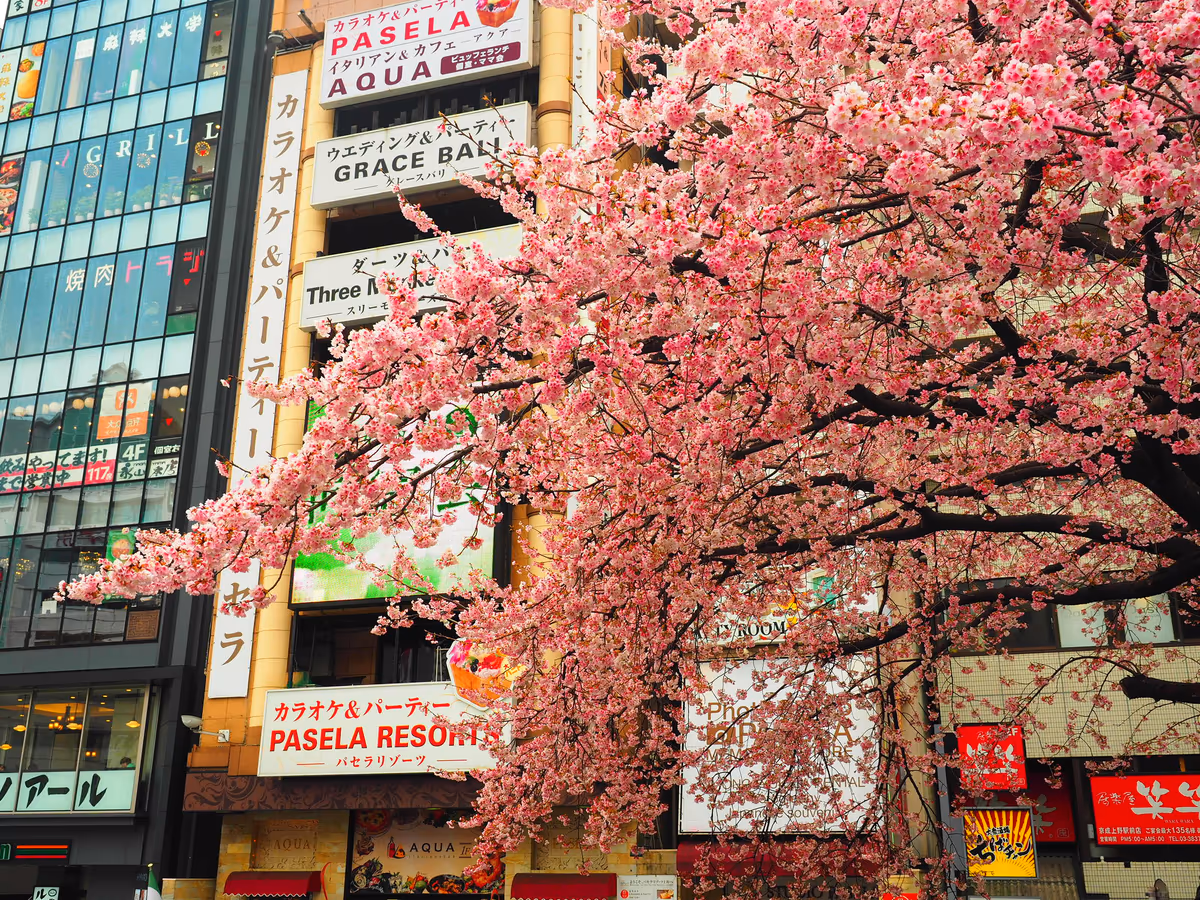 投稿写真：都心の緋寒桜