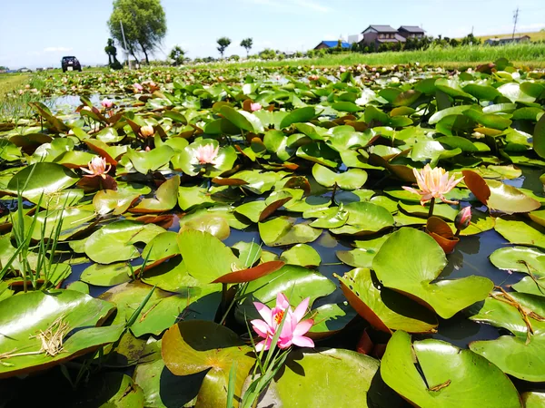 投稿：梅雨の晴間の蓮田