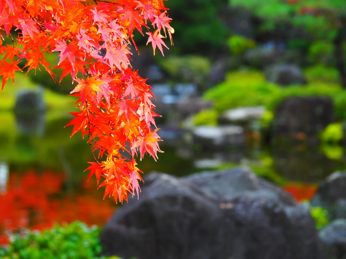 投稿写真：紅葉城南宮