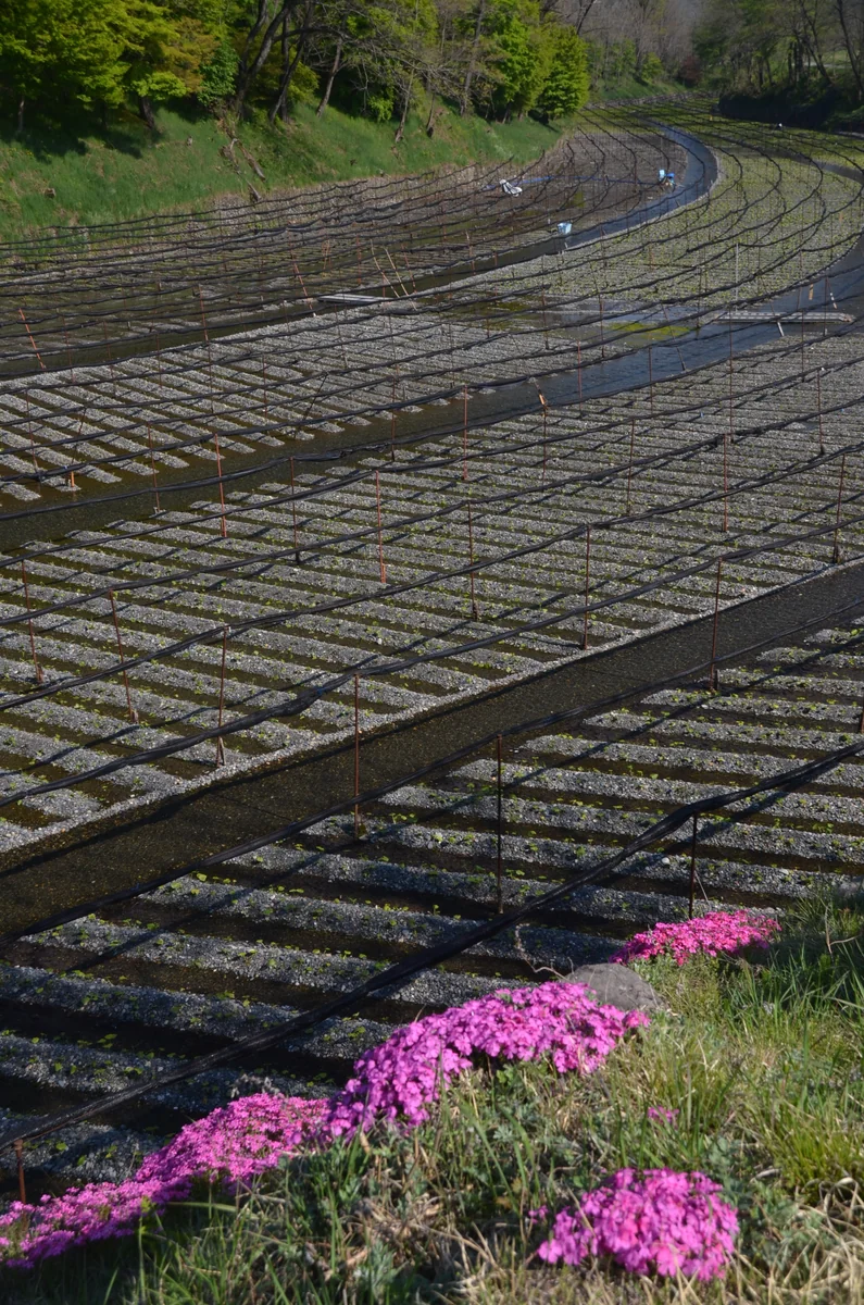 投稿写真：大王わさび農場