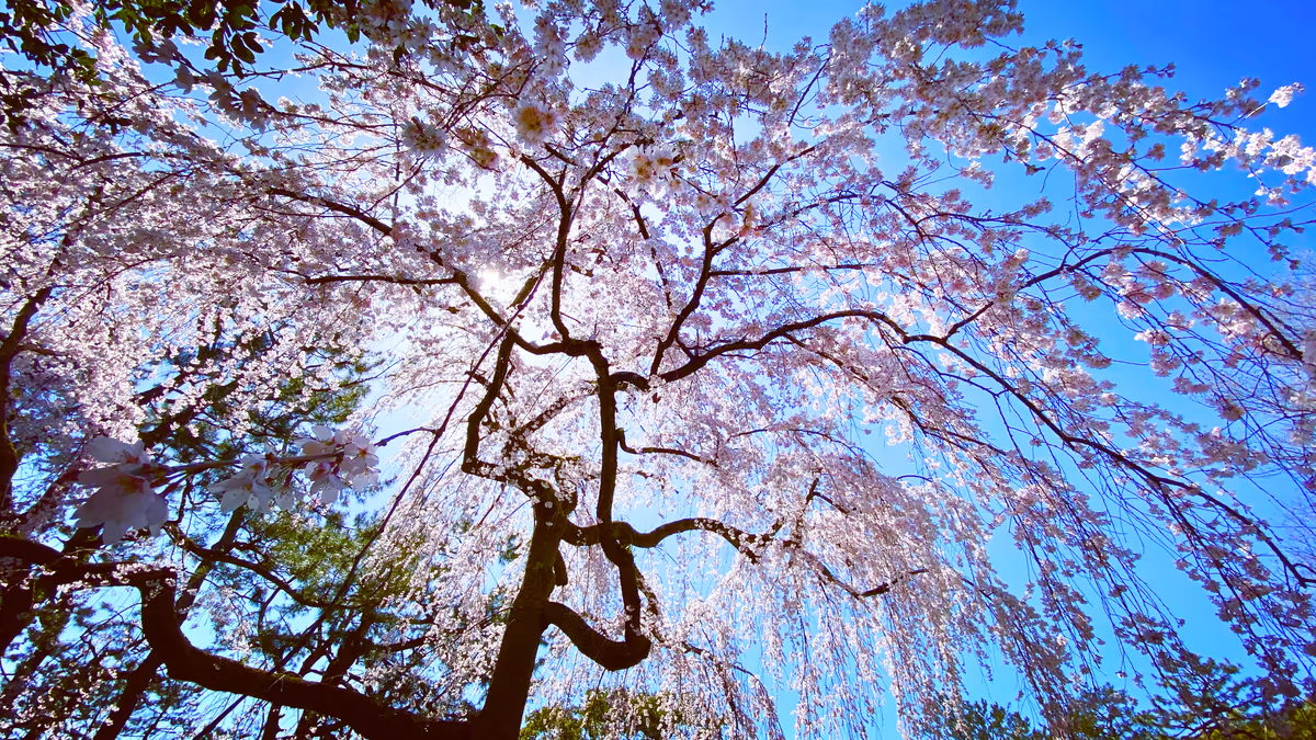 投稿写真：京都桜便り🌸京都御苑の出水の枝垂れ桜