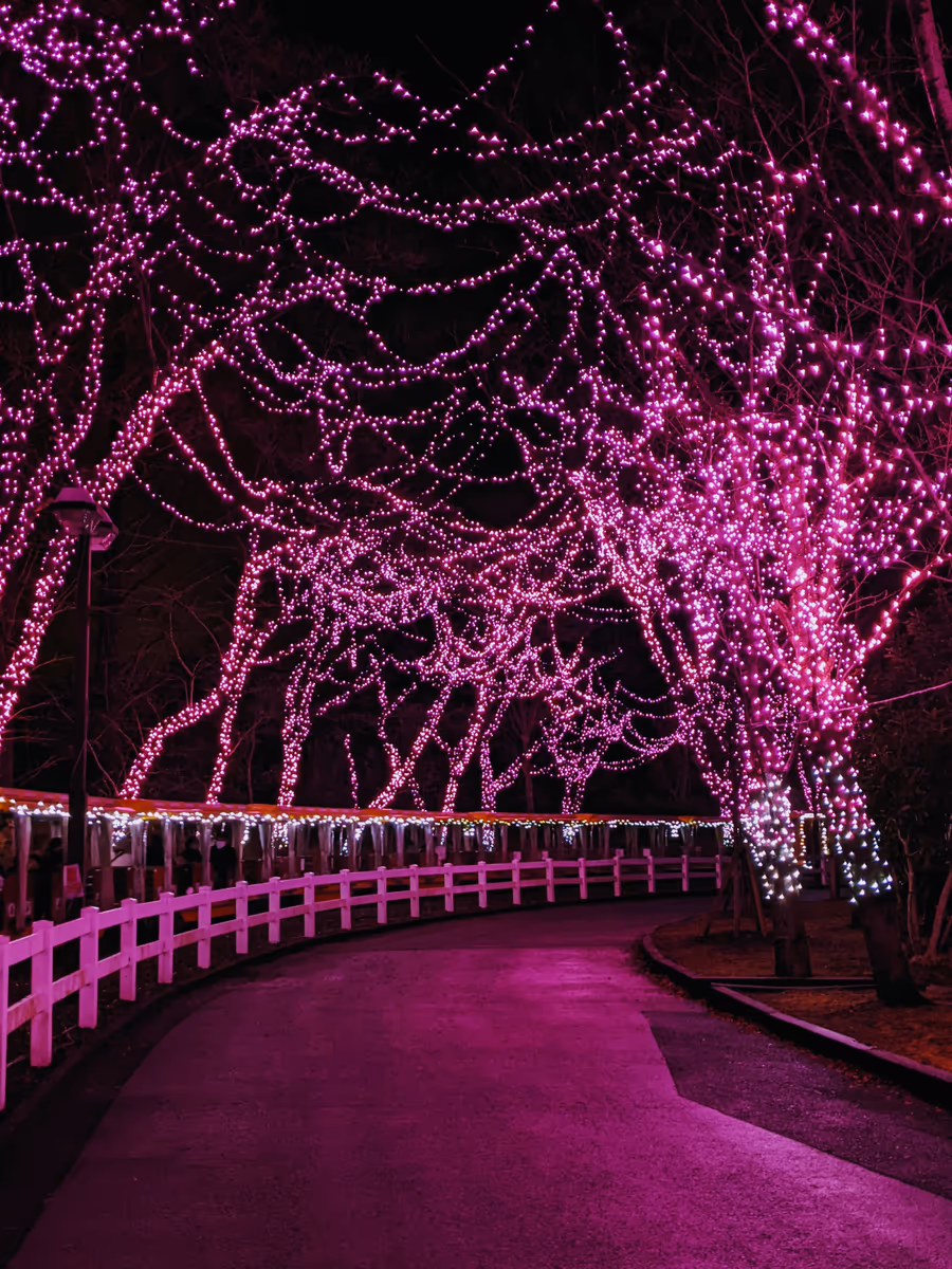 投稿写真：桜イルミネーション