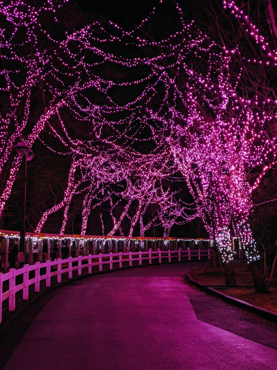 投稿写真：桜イルミネーション