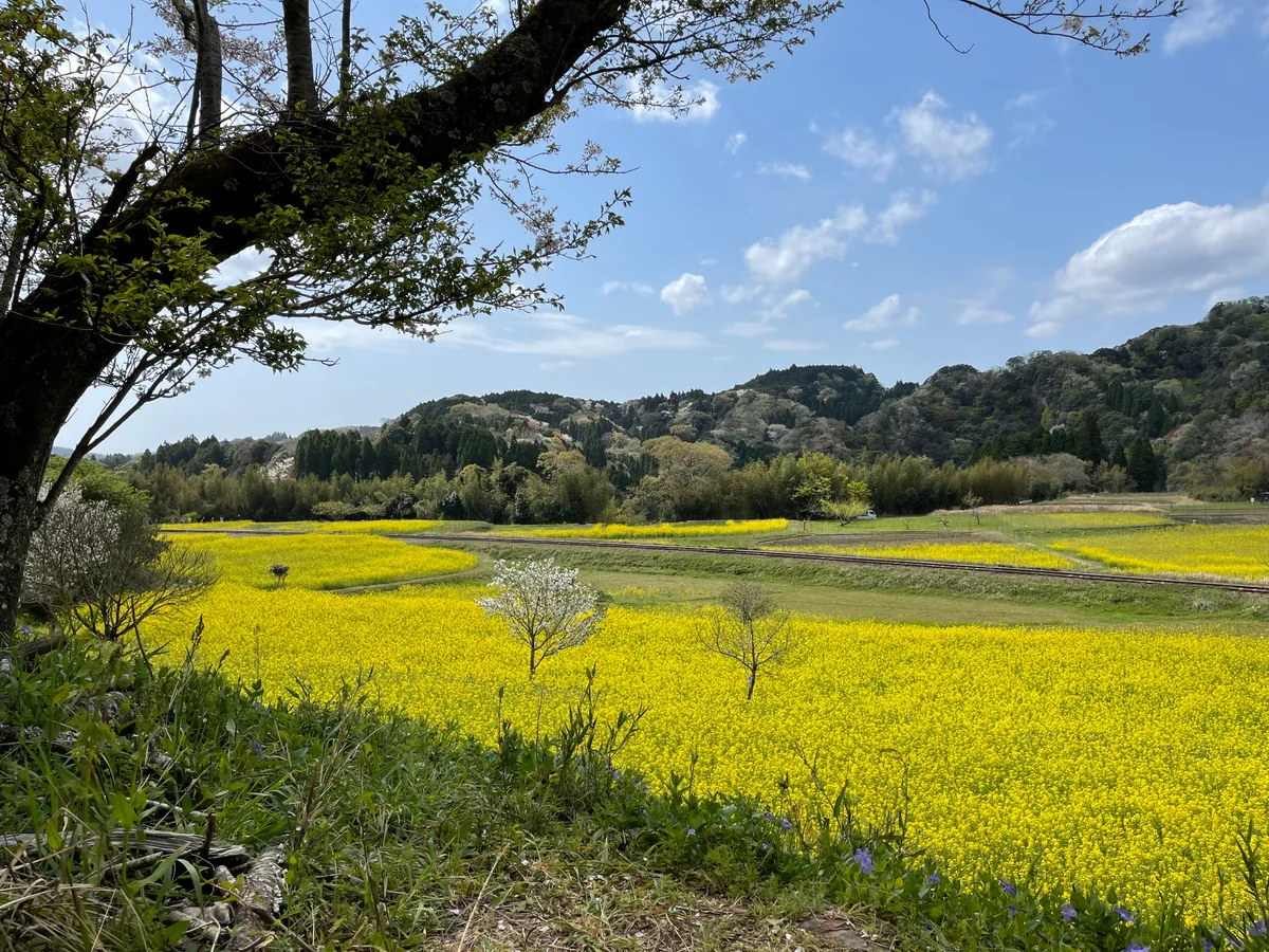 投稿写真：菜の花