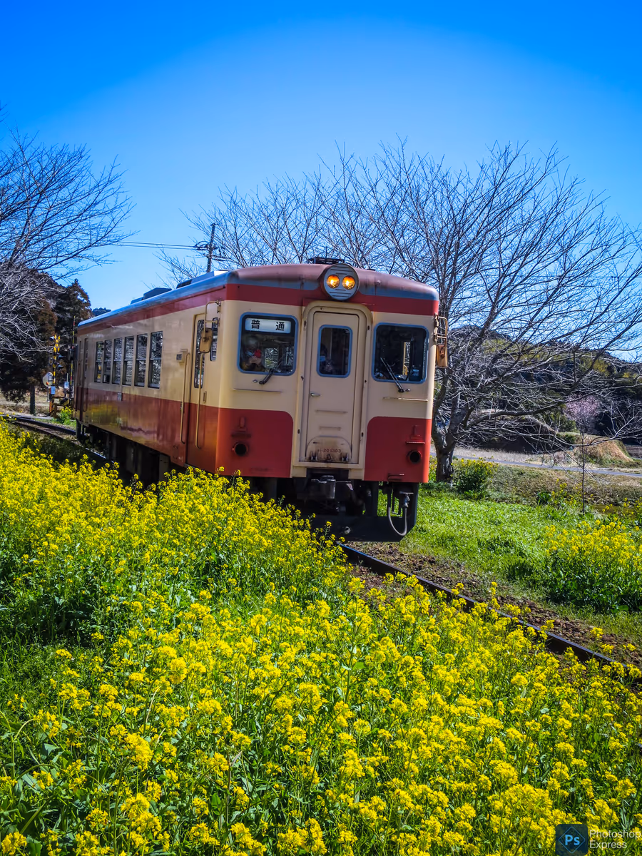 投稿写真：菜の花満開の総元駅に進入するキハ52