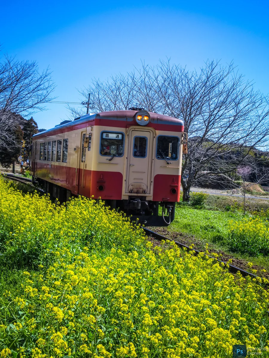投稿写真：菜の花満開の総元駅に進入するキハ52