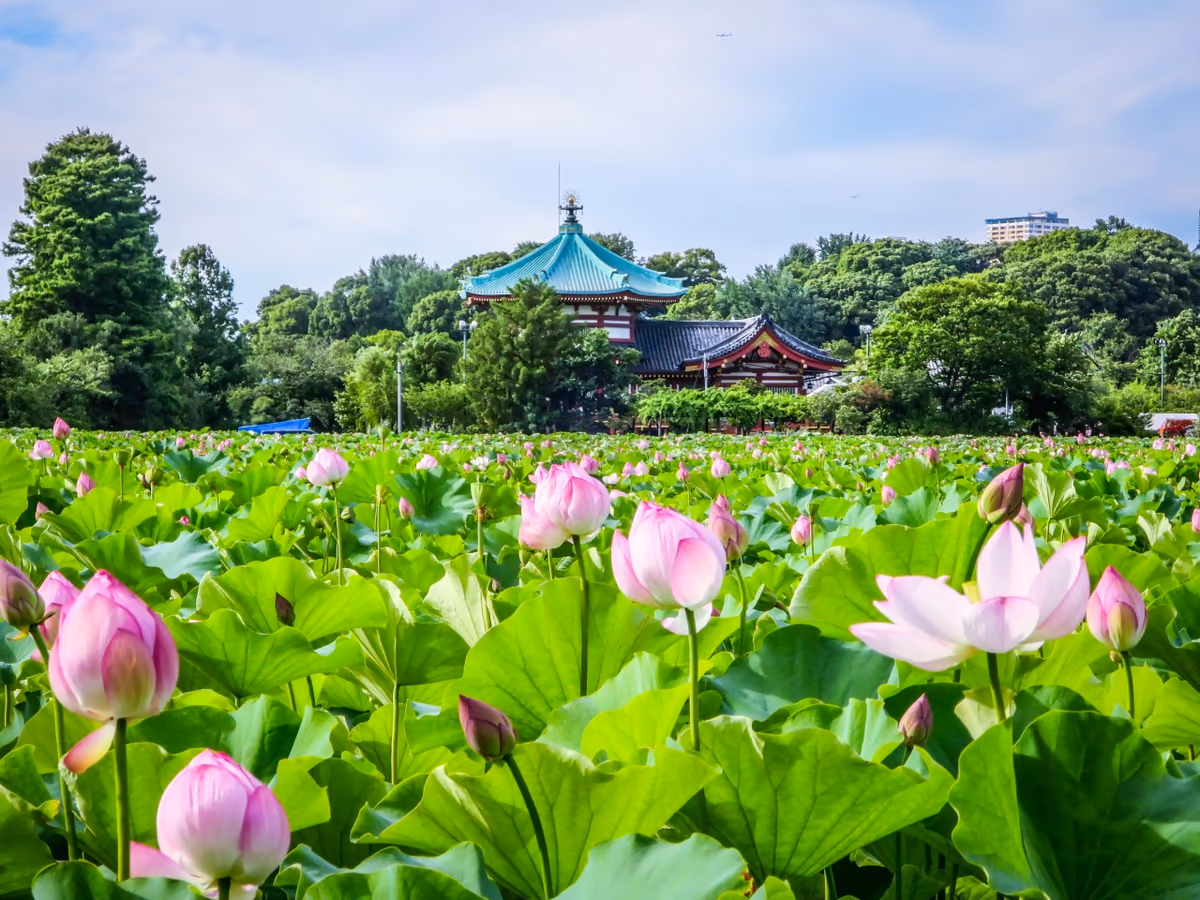 投稿写真：不忍池辨天堂とハスの花