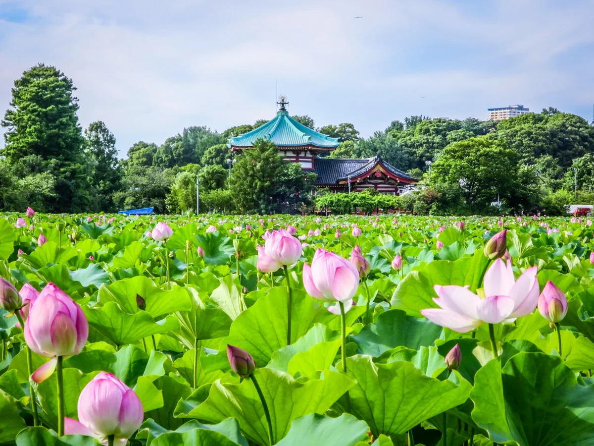投稿写真：不忍池辨天堂とハスの花
