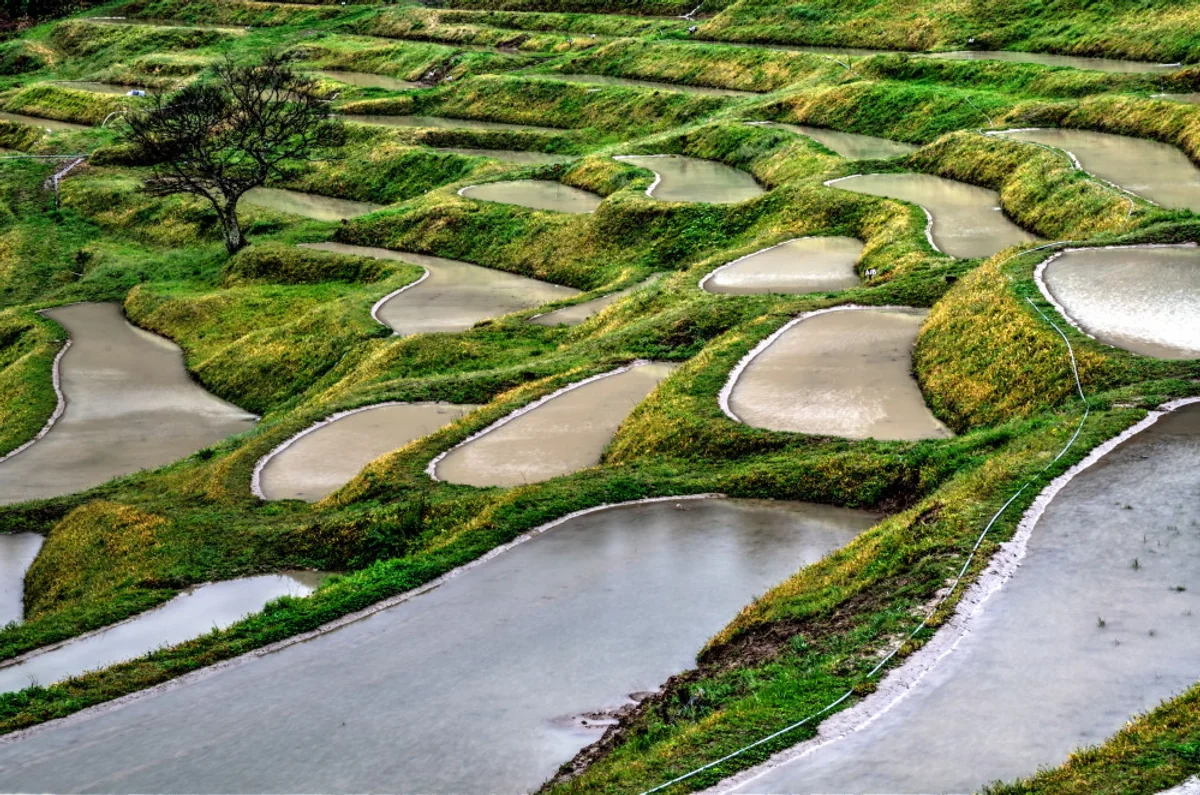投稿写真：大山千枚田