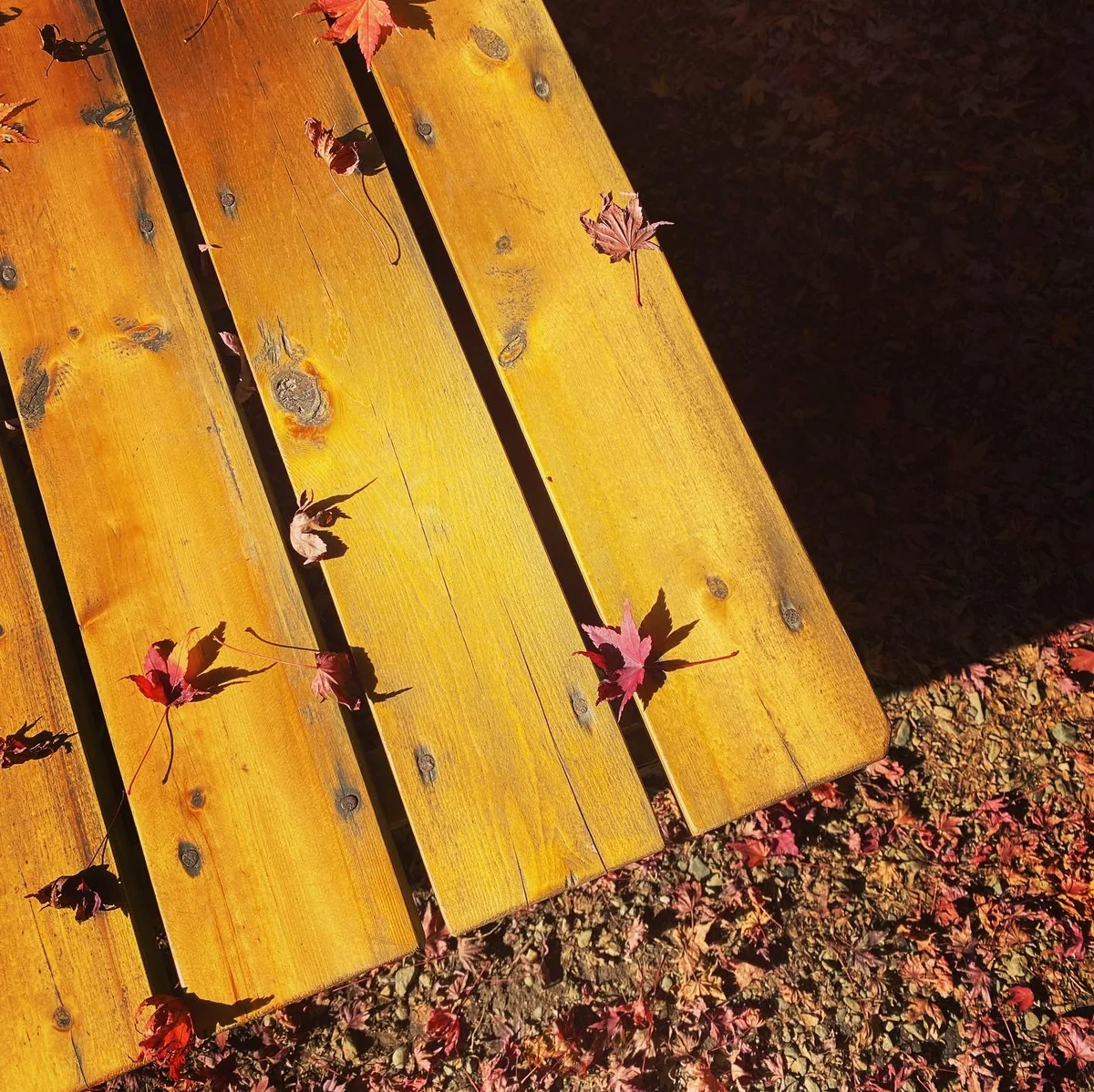 投稿写真：高尾山　もみじ台