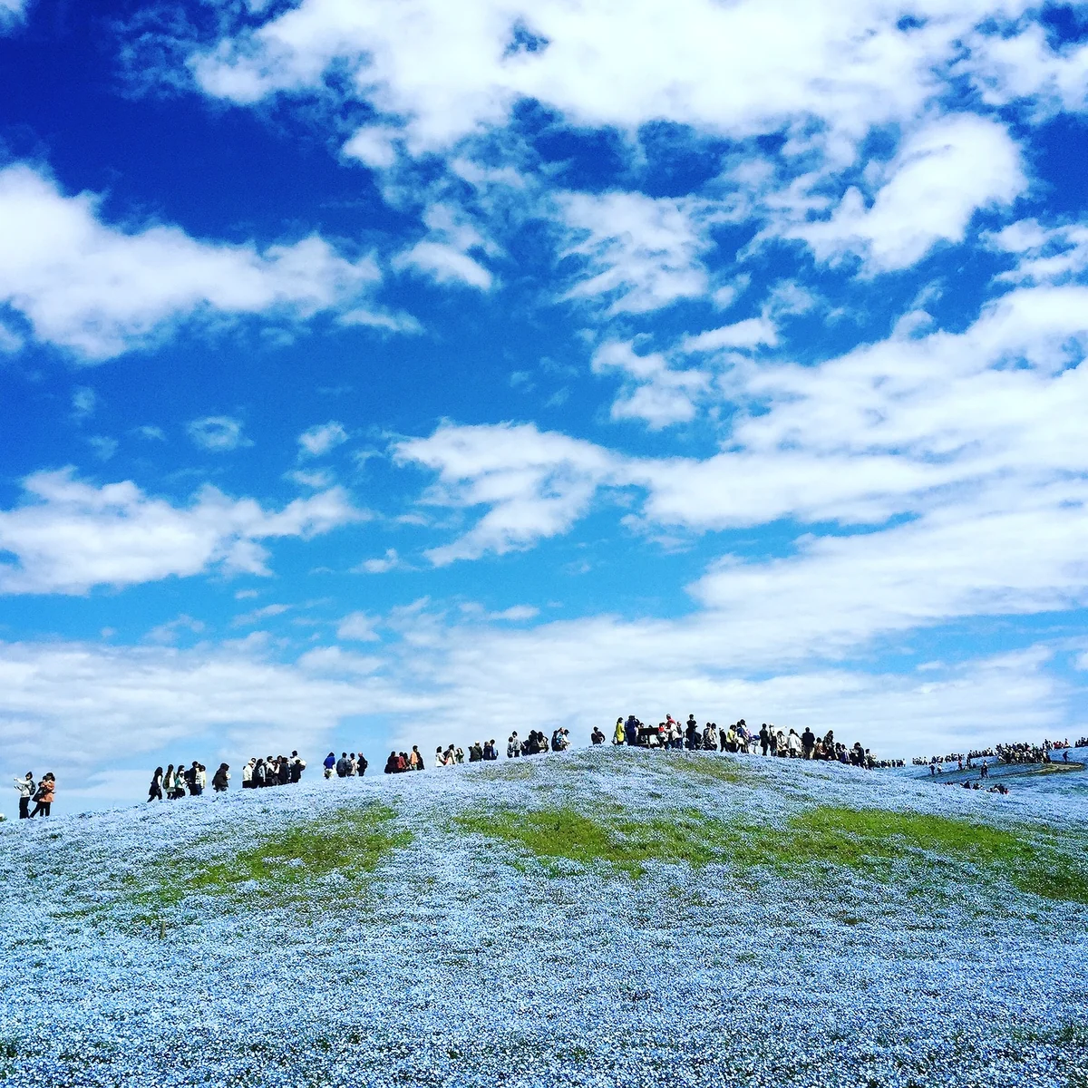 投稿写真：ネモフィラの丘