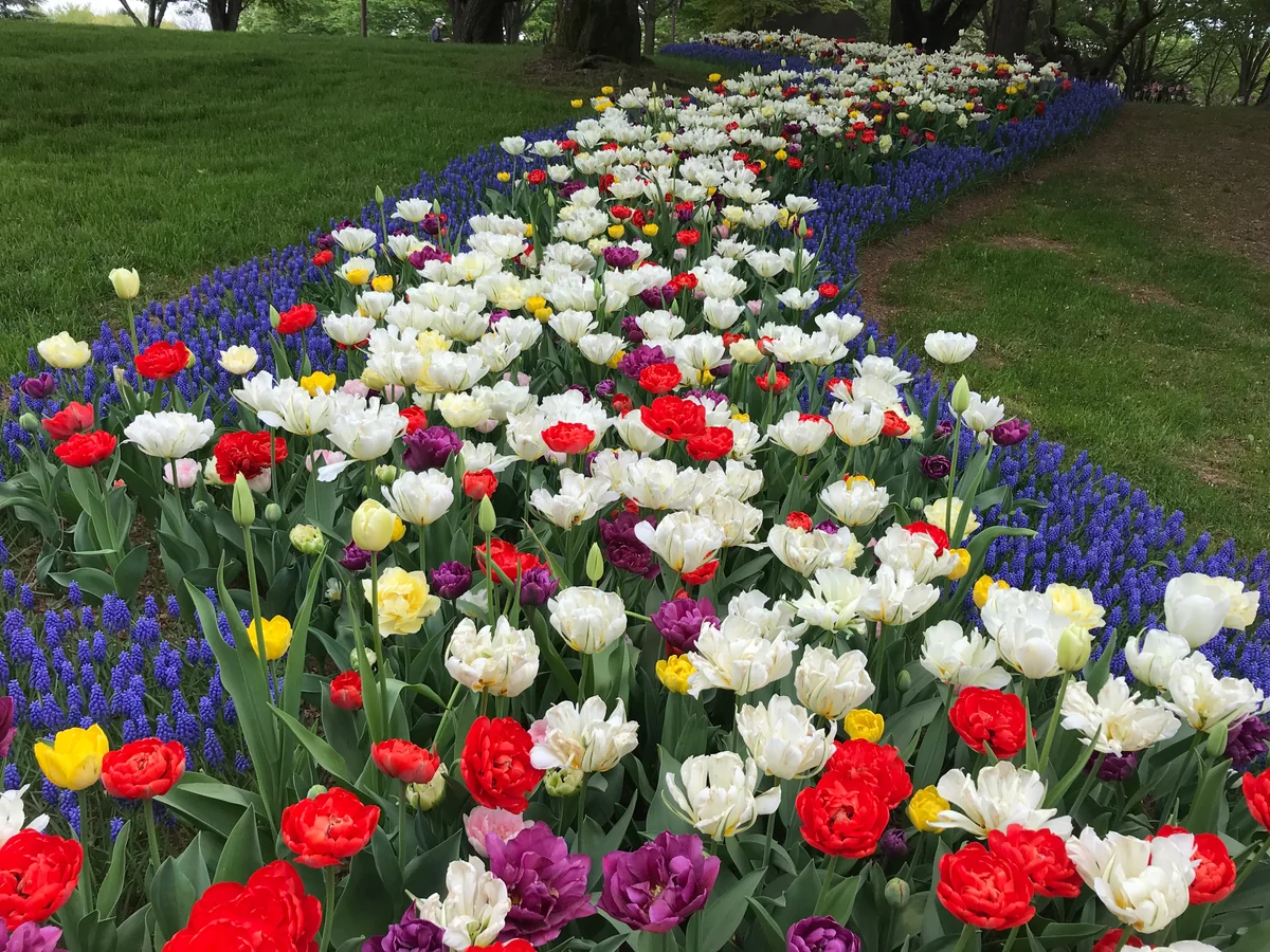 投稿写真：チューリップロード