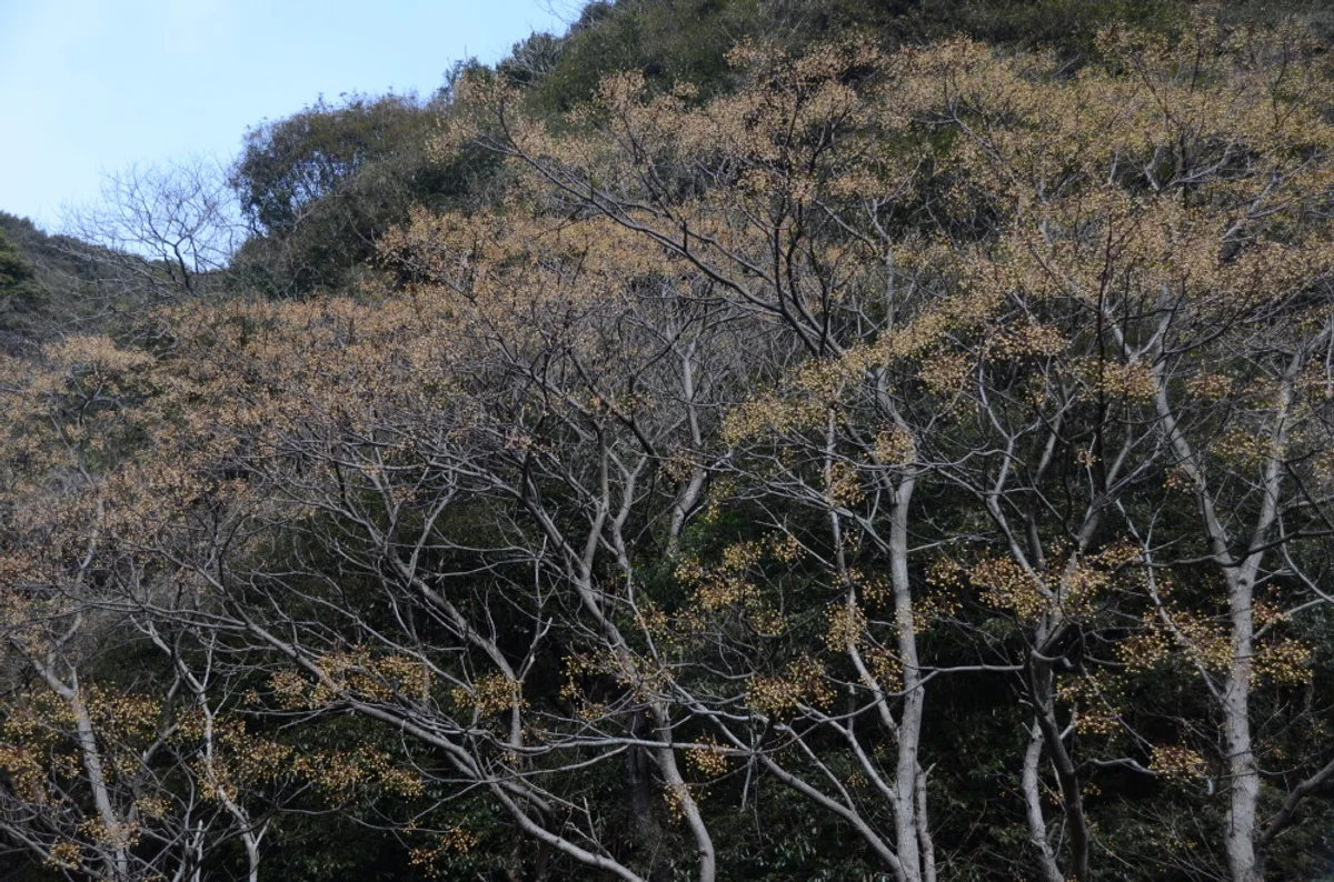 投稿写真：蝋梅？