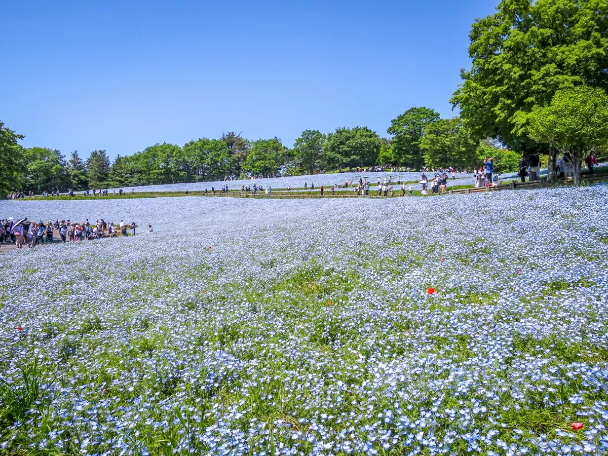 投稿写真：ネモフィラの丘