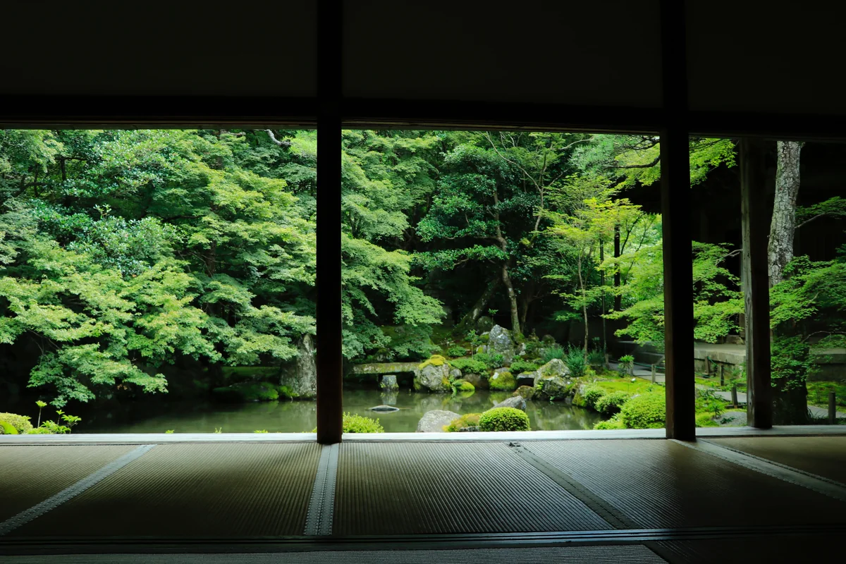 投稿写真：青もみじ蝉時雨