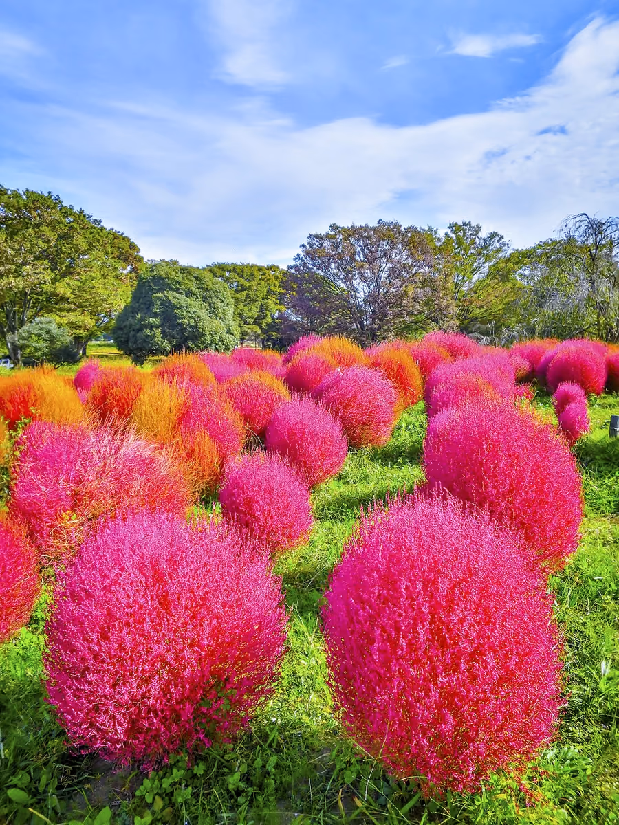 投稿写真：真っ赤に色付いたコキア