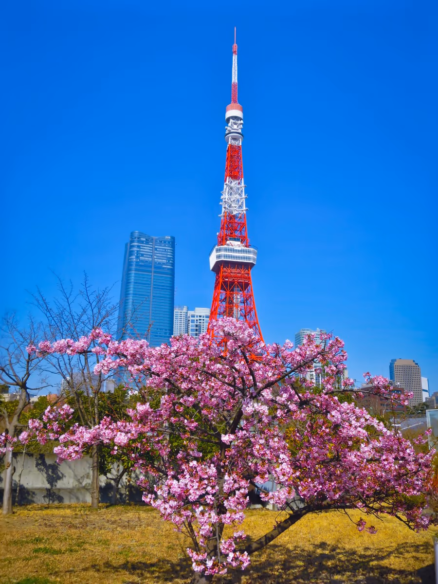 投稿写真：満開の河津桜と東京タワー