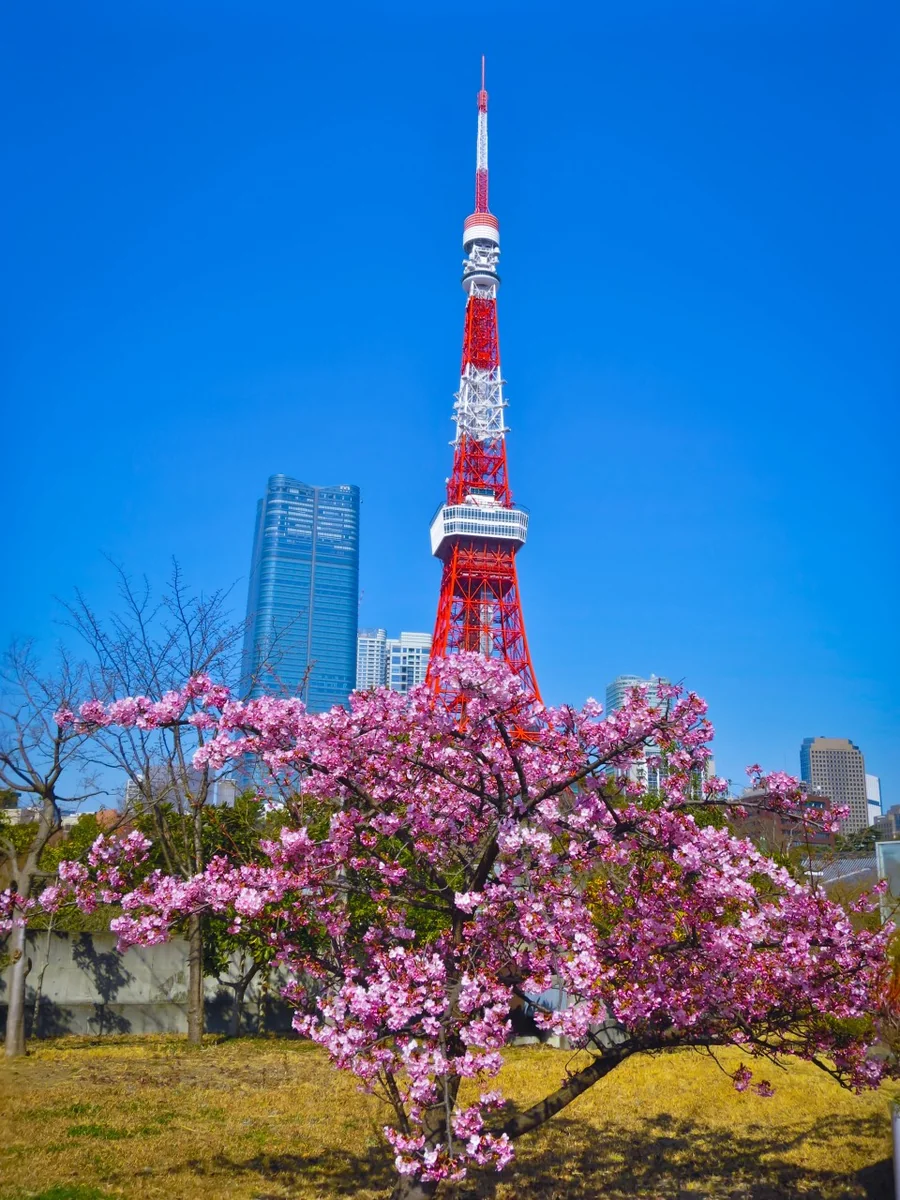 投稿写真：満開の河津桜と東京タワー