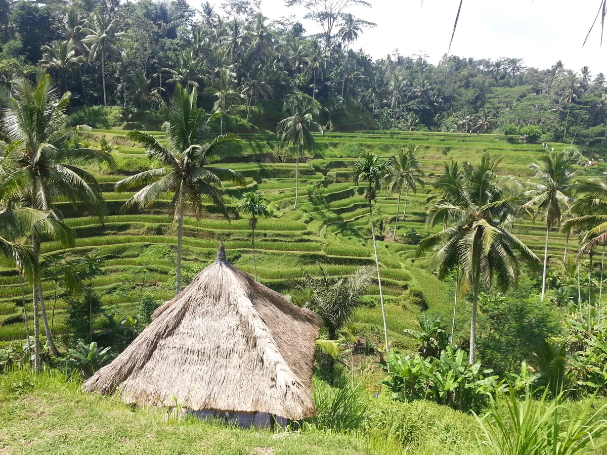 投稿写真：棚田