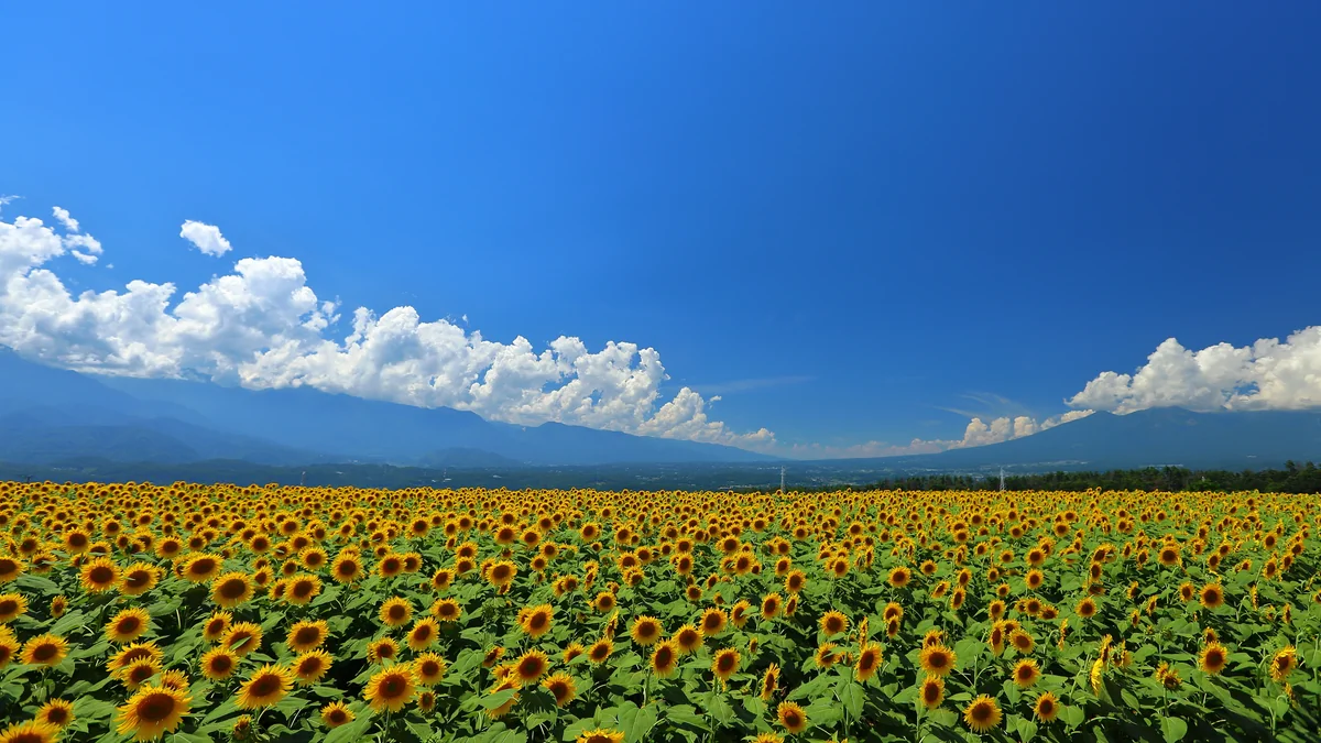 投稿写真：明野ひまわり