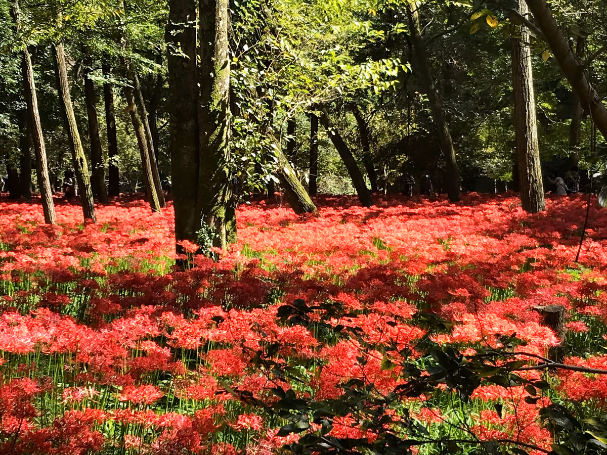 投稿写真：巾着田の曼珠沙華