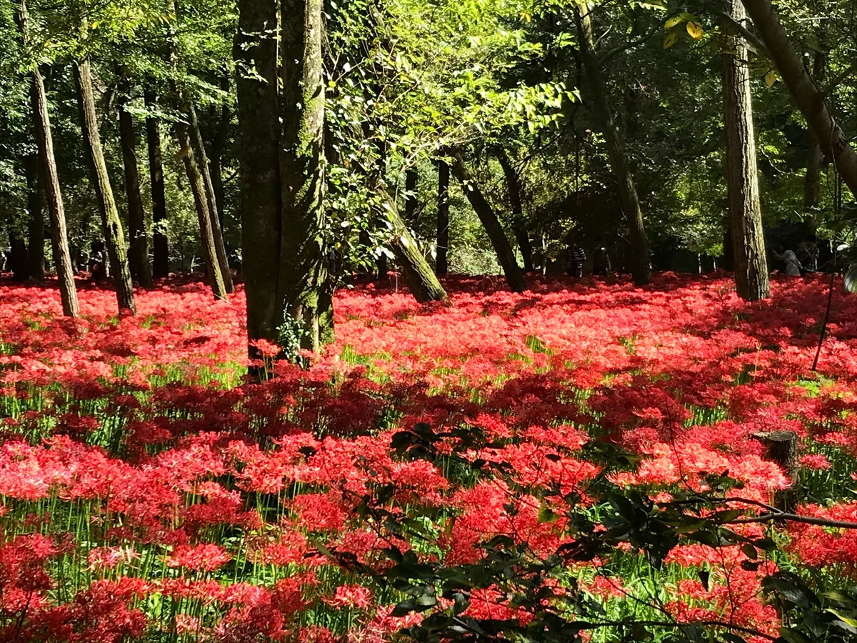 投稿写真：巾着田の曼珠沙華