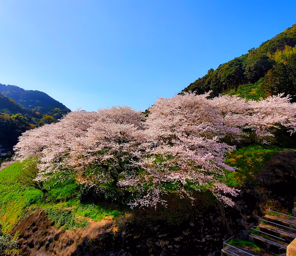 投稿写真：桜咲くダム