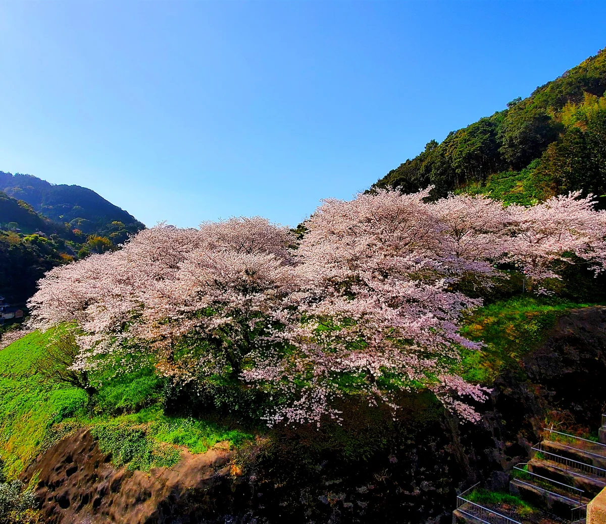 投稿写真：桜咲くダム