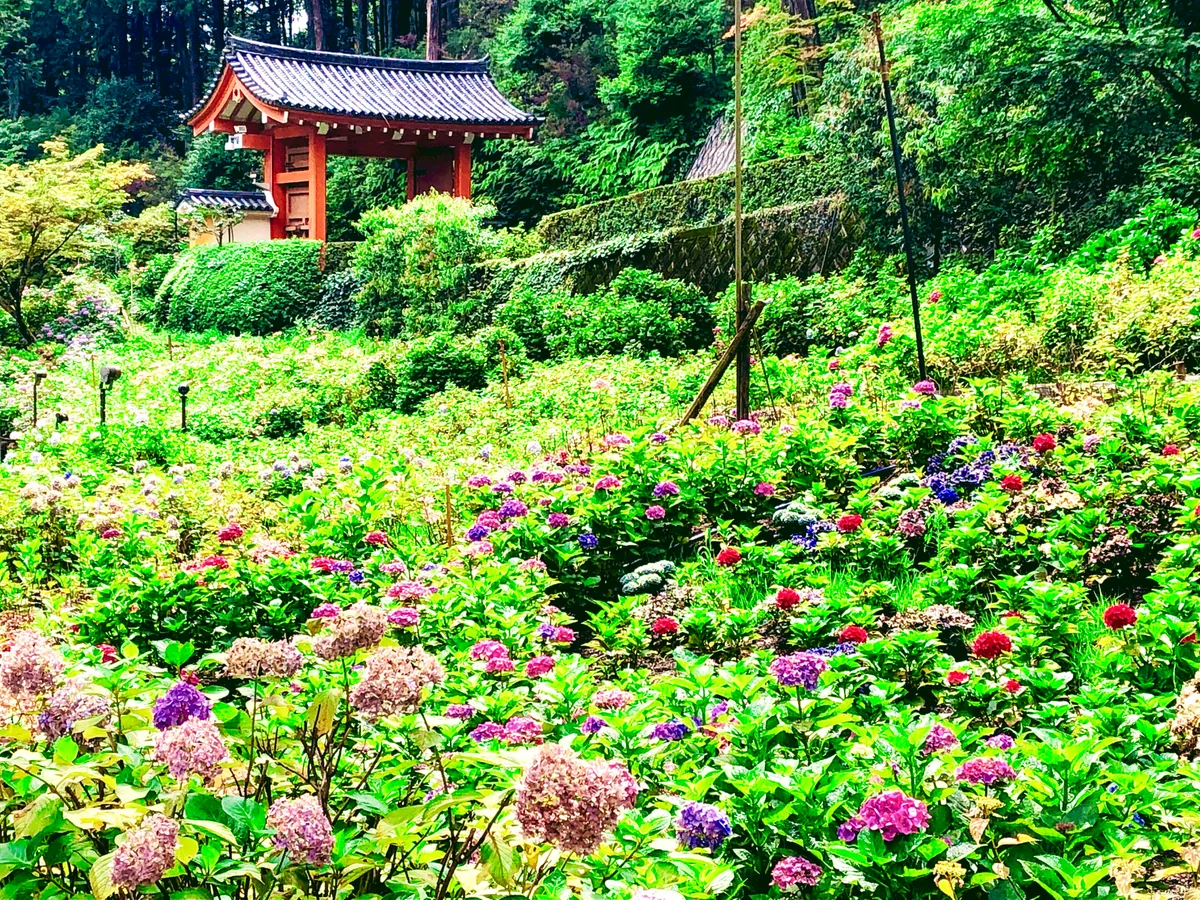 投稿写真：三室戸のあじさい