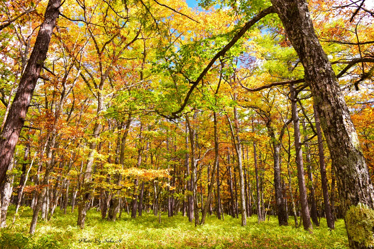 投稿写真：戦場ヶ原の秋
