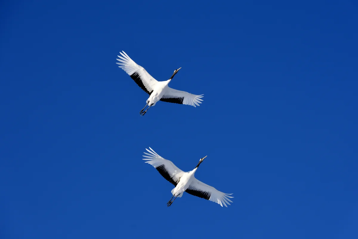 投稿写真：タンチョウヅル　つがいの飛行