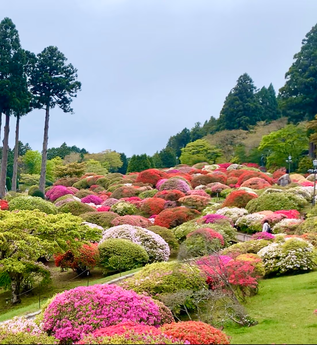 投稿写真：〝山のホテル　つつじ園〟♪