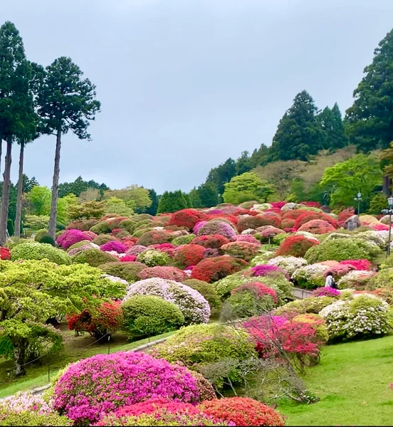 投稿：〝山のホテル　つつじ園〟♪