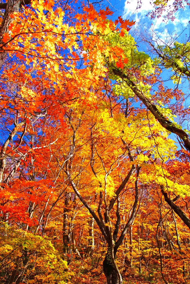 投稿写真：秋のスケッチ