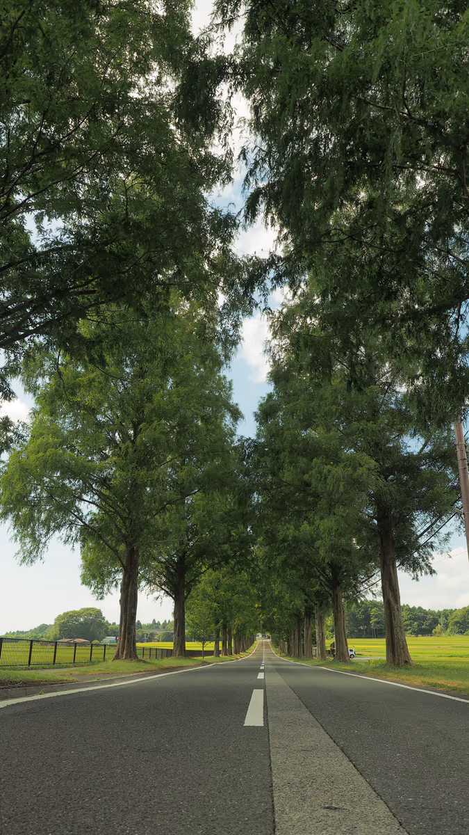 投稿写真：夏　メタセコイア並木道
