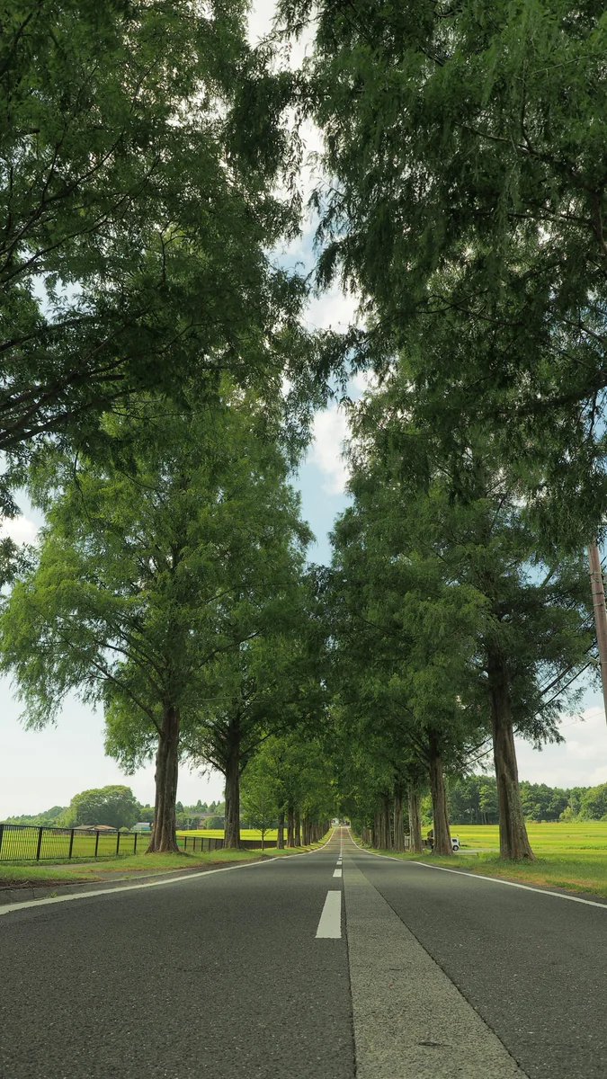 投稿写真：夏　メタセコイア並木道