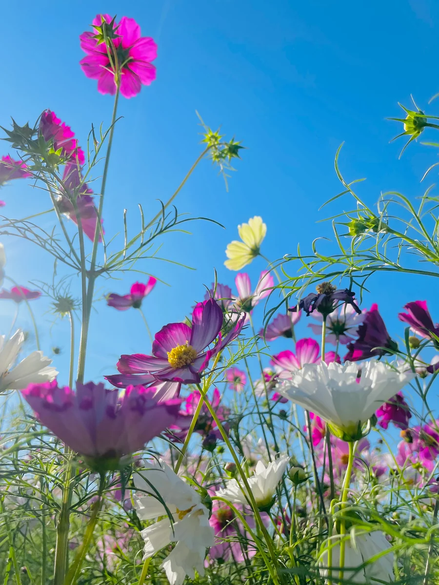 投稿写真：コスモスの背伸び