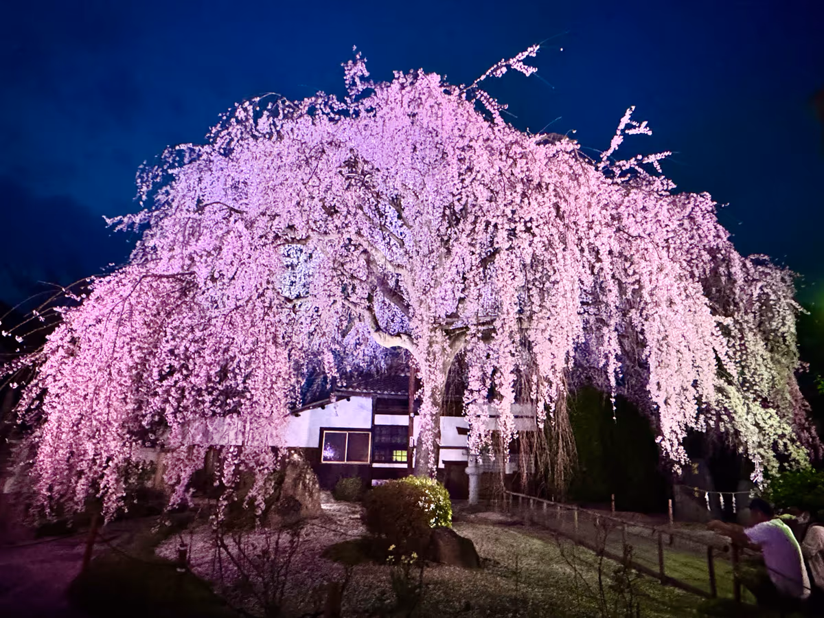 投稿写真：春の訪れを告げる樹齢90年を超える枝垂れ桜